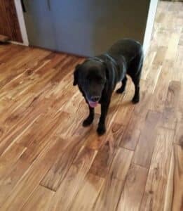 board savvy dog pic -8